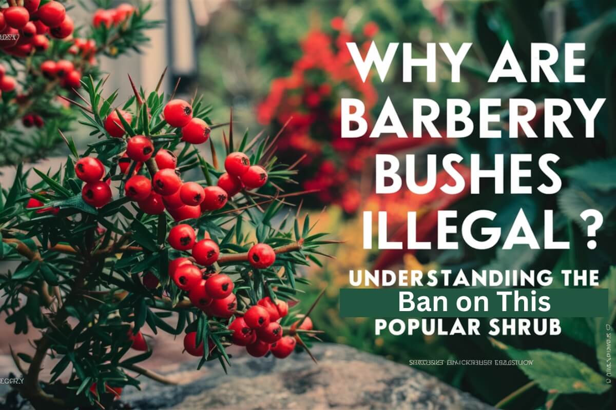 Why Are Barberry Bushes Illegal? Understanding the Ban on This Popular Shrub