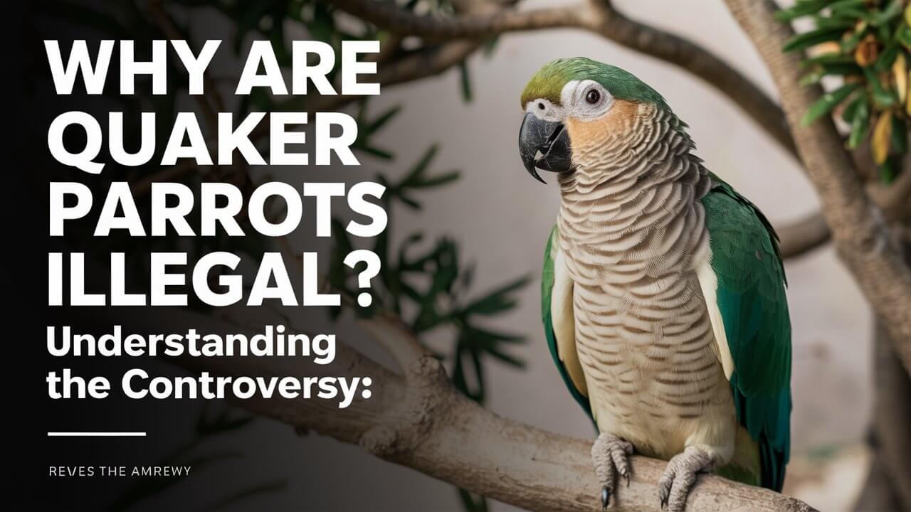 Why Are Quaker Parrots Illegal? Understanding the Controversy