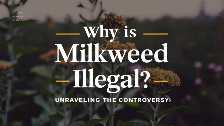 Why Is Milkweed Illegal? Unraveling the Controversy